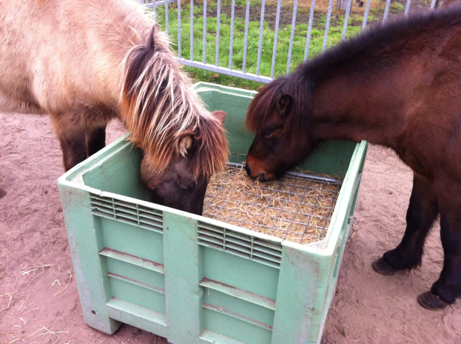 Paardenarts.nl paarden eten uit palletbak met hooirek