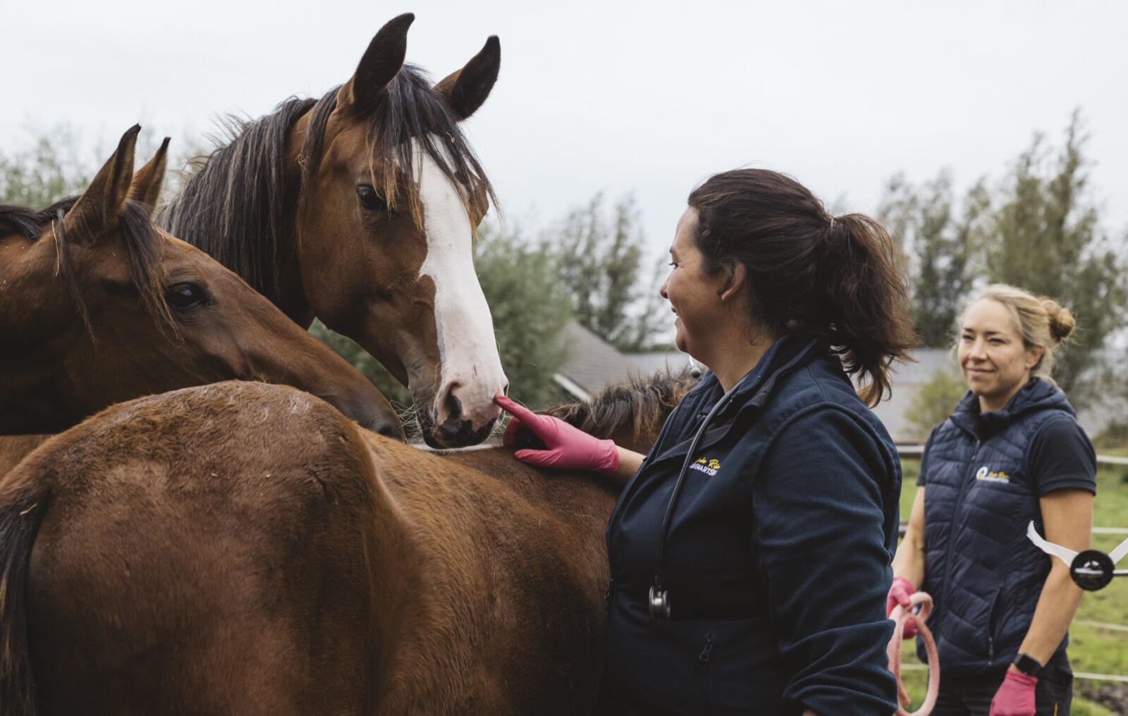 OudeRijnPaarden banner ©IrisDuvekot