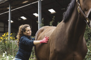 Oude Rijn Paardenarsten erkende paardenarts