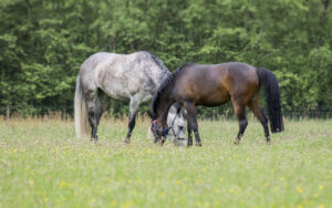 paardenarts.nl voorjaar paarden in de wei