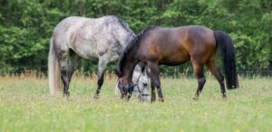paardenarts.nl paarden in de wei voorjaar lente